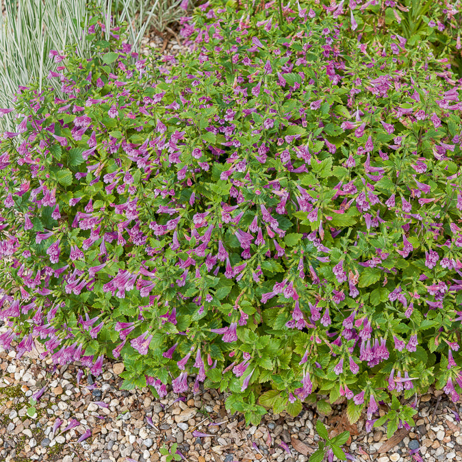 Calamintha grandiflora - Großblütige Bergminze