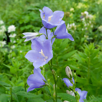 Pfirsichblättrige Glockenblume (x3) - Campanula persicifolia - Bakker