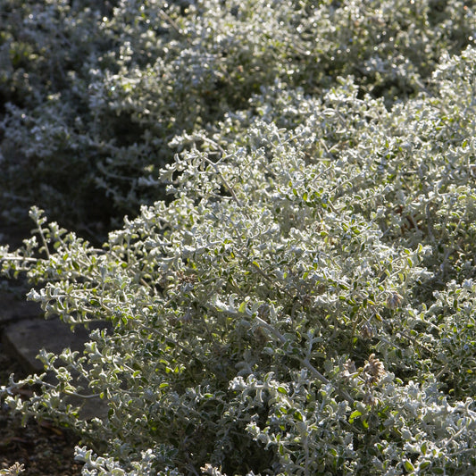 Filziges Hornkraut Yo Yo - Bakker