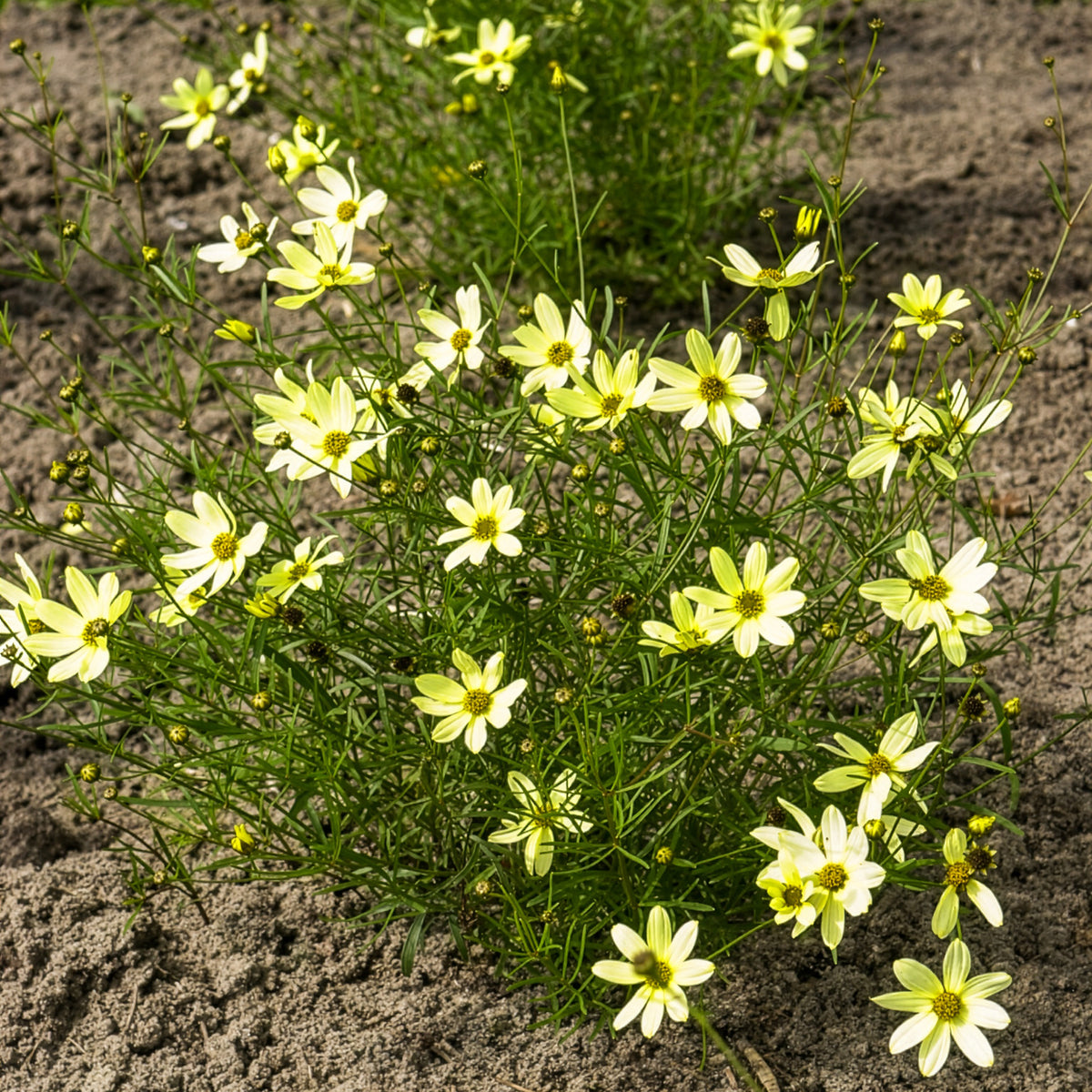 Mädchenauge - Netzblatt Schönauge Moonbeam - Coreopsis verticillata Moonbeam