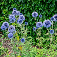 Kugeldistel - Bakker