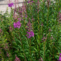 Stauden - St.-Antonius-Lorbeer-Weidenröschen - Epilobium angustifolium