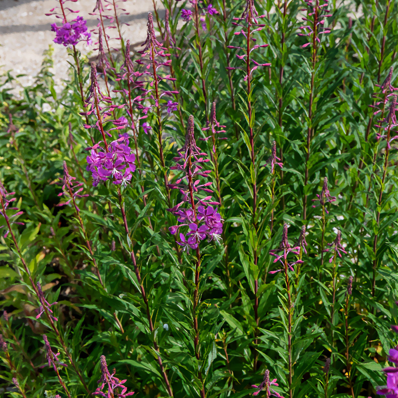 Stauden - St.-Antonius-Lorbeer-Weidenröschen - Epilobium angustifolium