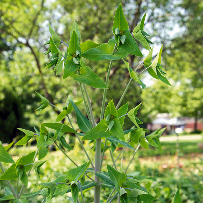 Garten-Wolfsmilch - Euphorbia lathyris - Bakker