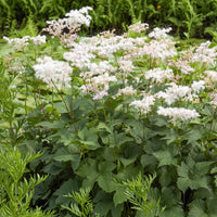 Filipendulas ulmaria Wiesenkönigin (x3) - Filipendula ulmaria - Bakker