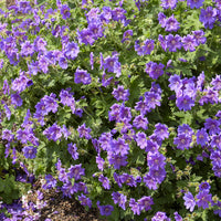 Blühende Stauden - Geranie Rosemoor - Geranium x magnificum Rosemoor