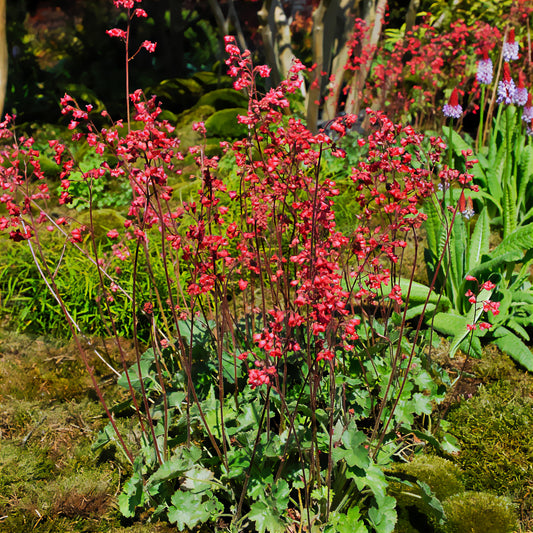 Purpurglöckchen 'Pluie de Feu' - Bakker
