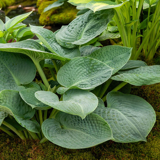 Hosta Big Daddy Funkia - Bakker