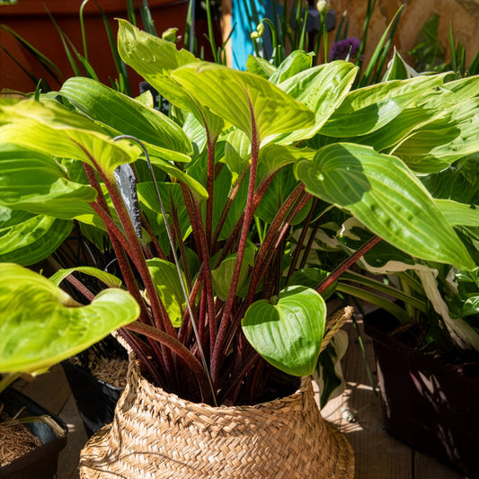 Hosta Purple Heart Funkia - Bakker
