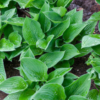 Hosta Elegans Funkia sieboldiana - Hosta sieboldiana elegans - Bakker