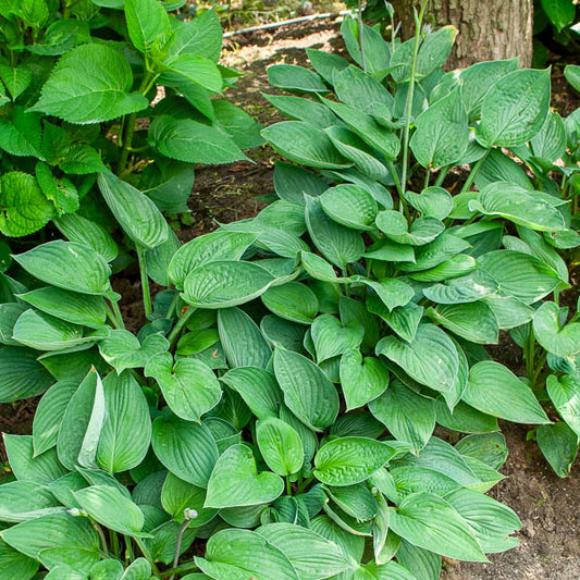 Hosta Elegans Funkia sieboldiana - Bakker