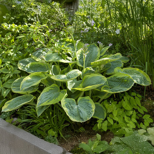 Hosta Frances Williams mit gelbem Rand - Bakker