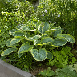 Hosta Frances Williams mit gelbem Rand - Bakker