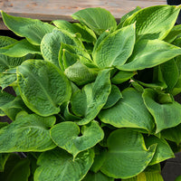 Hosta Frances Williams mit gelbem Rand - Hosta sieboldiana frances williams - Bakker