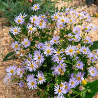 Schönaster Blue Star - Bakker