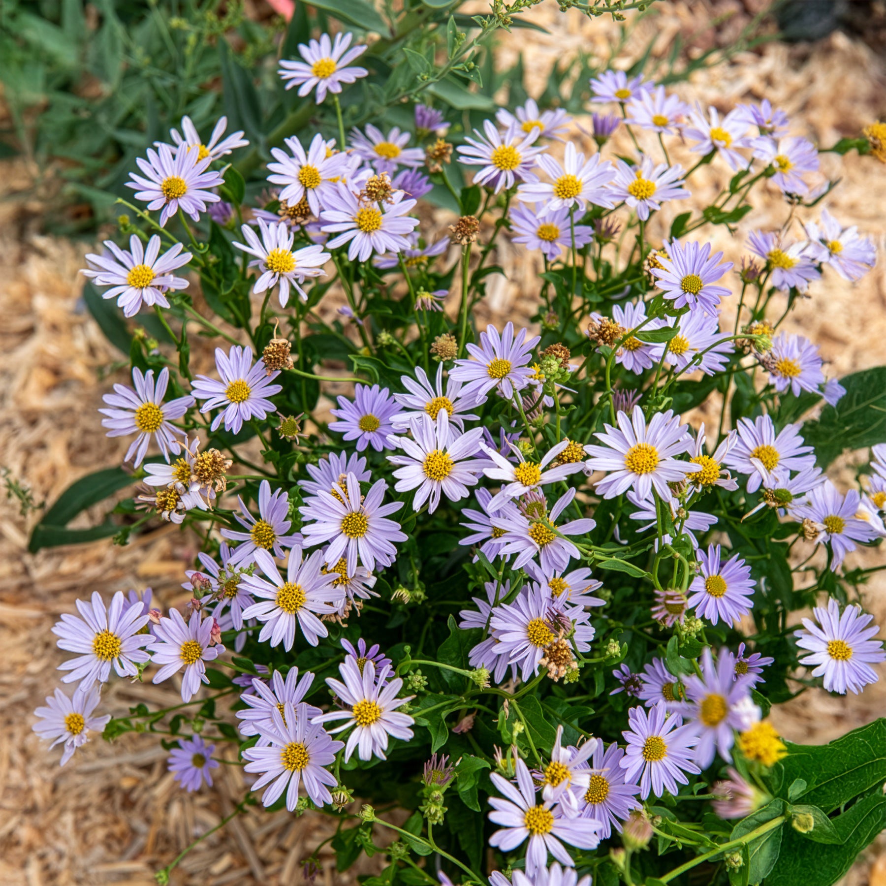 Schönaster Blue Star - Bakker
