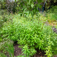 Verkauf Zitronenverbene - Aloysia citrodora