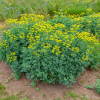 Weinraute - Ruta graveolens - Bakker