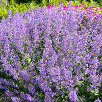 Nepeta novanepjun Junior Walker - Nepeta Junior Walker Junggeselle Junior Walker - Stauden
