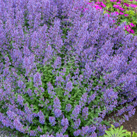 Nepeta Junior Walker Junggeselle Junior Walker - Bakker