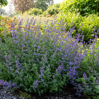 Stauden - Nepeta Junior Walker Junggeselle Junior Walker - Nepeta novanepjun Junior Walker