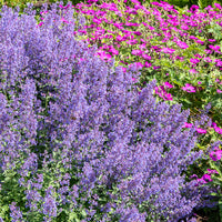 Nepeta Junior Walker Junggeselle Junior Walker - Nepeta novanepjun Junior Walker - Bakker