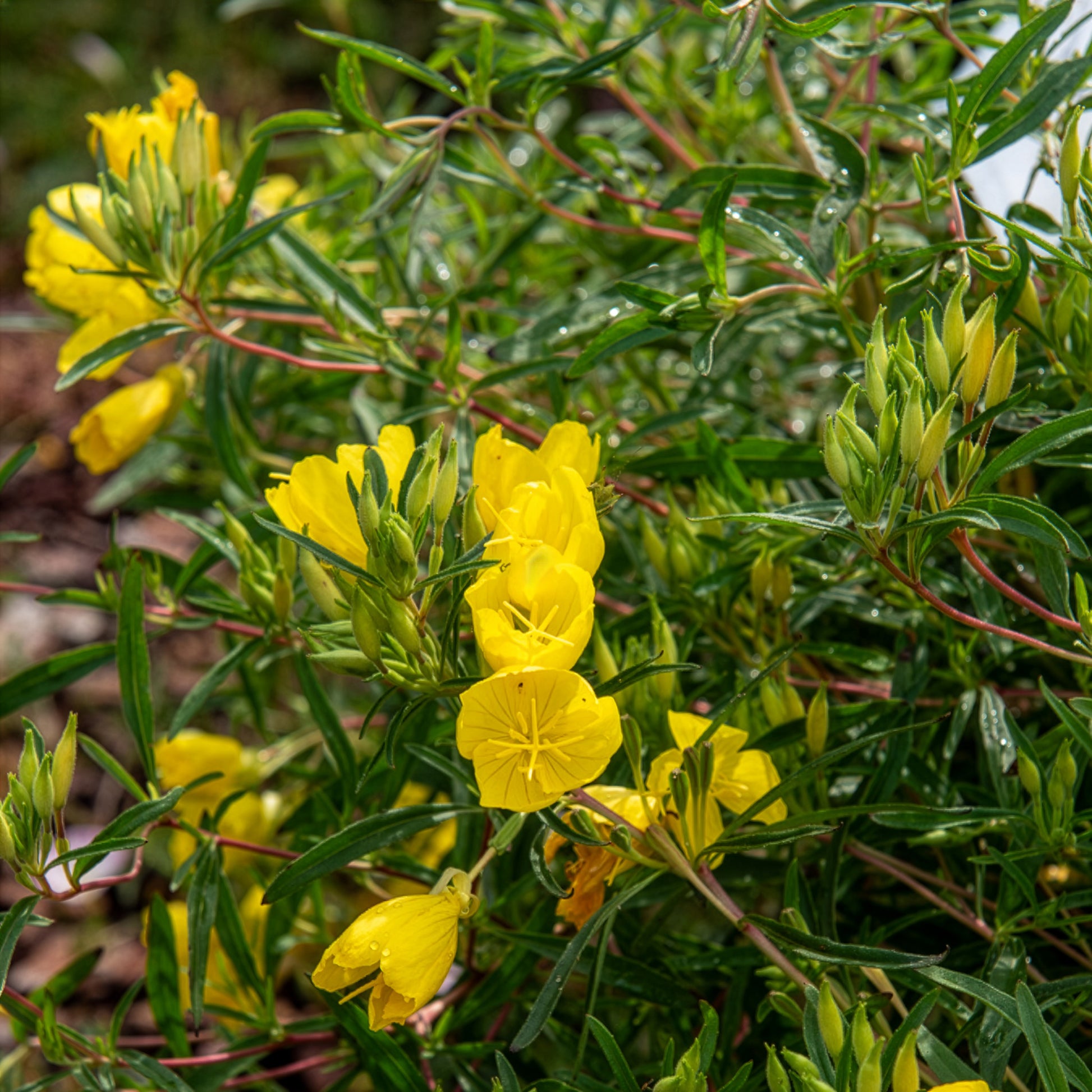 Blühende Stauden - Nachtkerze African Sun - Oenothera African Sun