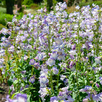 Penstemon Alice Hindley - Galan Alice Hindley Pentemon Alice Hindley - Galane