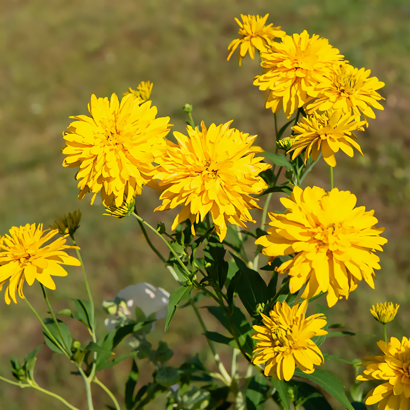 Rudbeckia laciniata goldquelle - Geschlitztblättriger Sonnenhut 'Goldquelle' - Rudbeckia