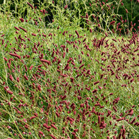 Großer Wiesenknopf - Sanguisorba officinalis - Bakker