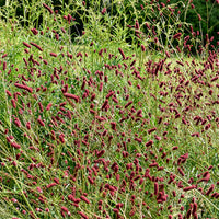 Verkauf 5 Stauden für eine Blumenwiese - Panicum virgatum,Sesleria autumnalis, Allium sphaerocephalon,Veronicastrum virginicum, Sanguisorba officinalis      