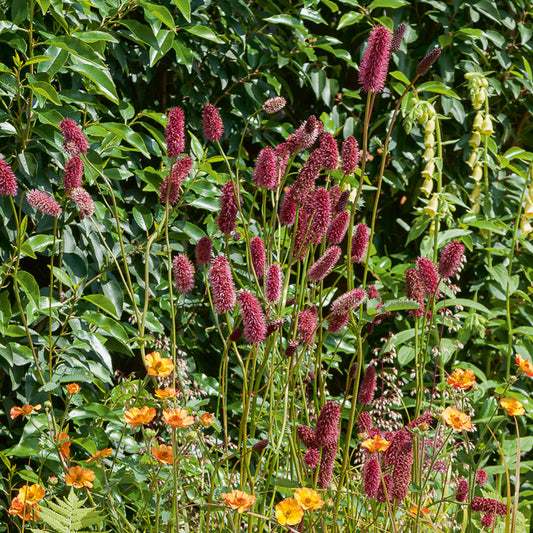 Großer Wiesenknopf