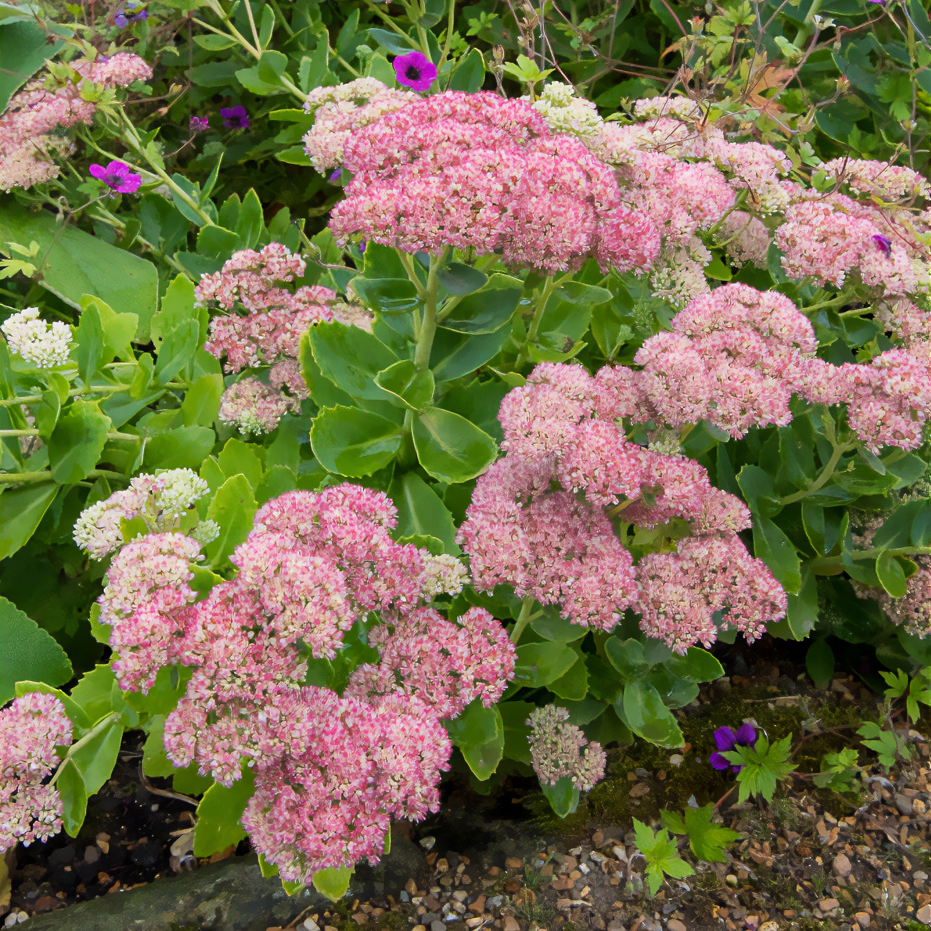 Stauden - Hohes-Fettblatt 'Herbstfreude' - Sedum herbstfreude