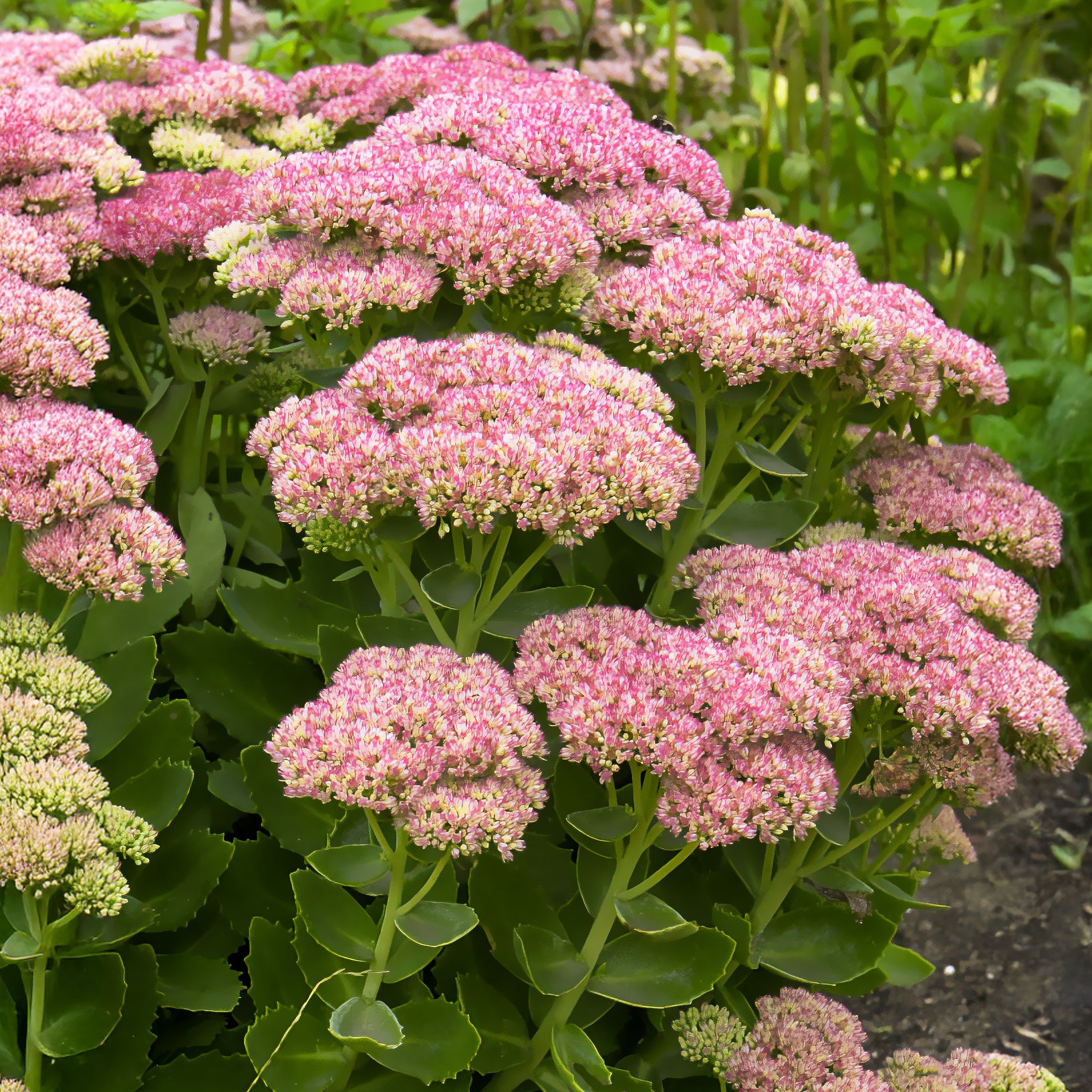 Sedum herbstfreude - Hohes-Fettblatt 'Herbstfreude' - Stauden
