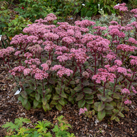 Stauden - Fetthenne Matrona - Sedum matrona