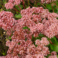 Sedum matrona - Fetthenne Matrona - Stauden