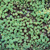 Dickrosettiges Fettblatt - Sedum pachyclados - Bakker