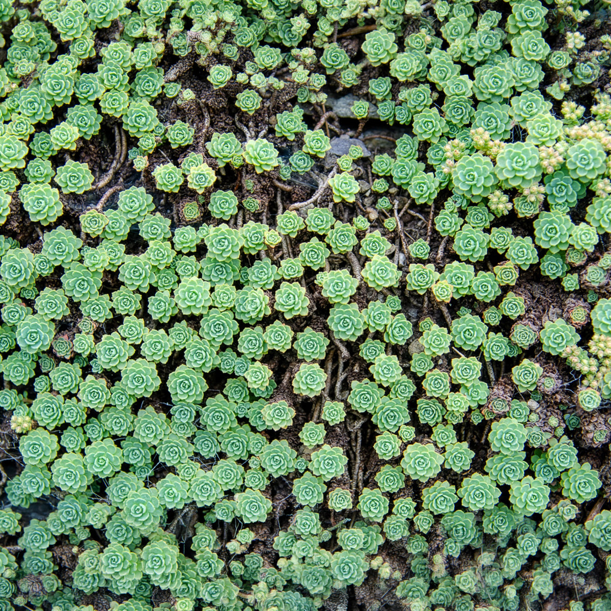 Dickrosettiges Fettblatt - Sedum pachyclados - Bakker