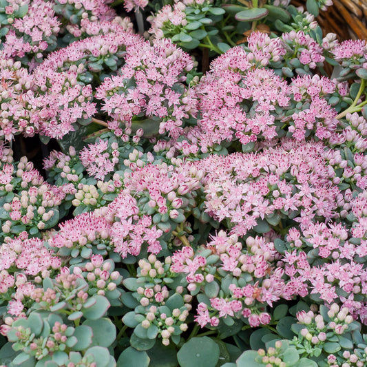 Siebolds Sedum Siebolds Knabenkraut (x3)