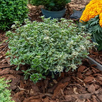 Verkauf Teppich-Fettblatt Variegatum - Sedum spurium Variegatum