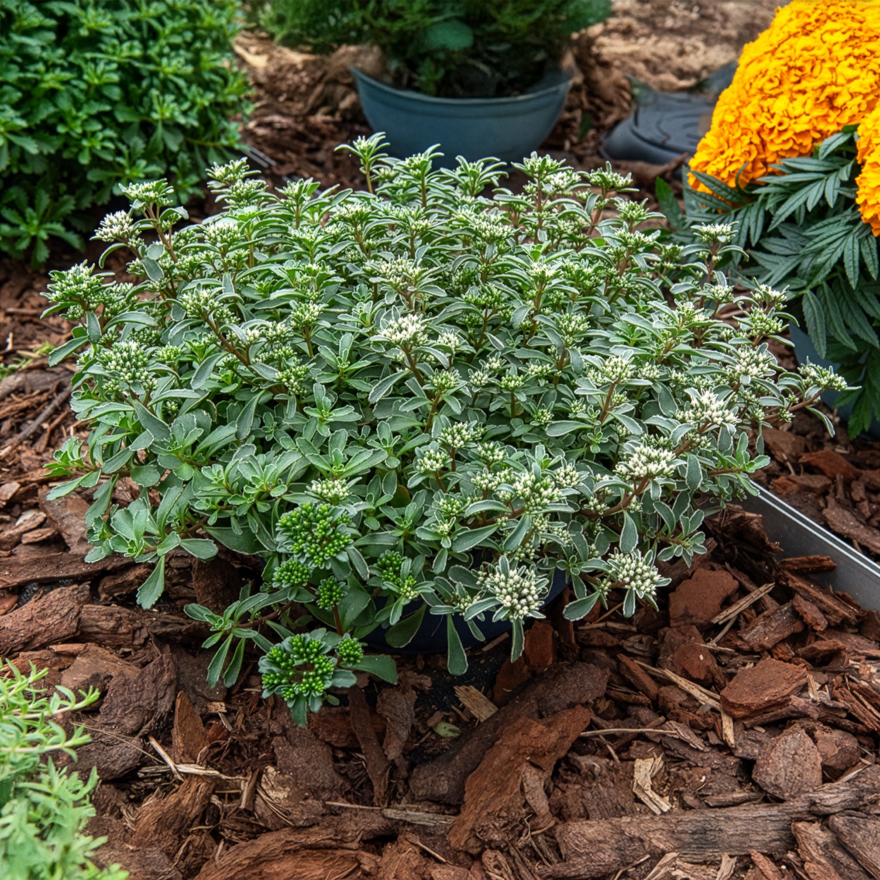 Verkauf Teppich-Fettblatt Variegatum - Sedum spurium Variegatum