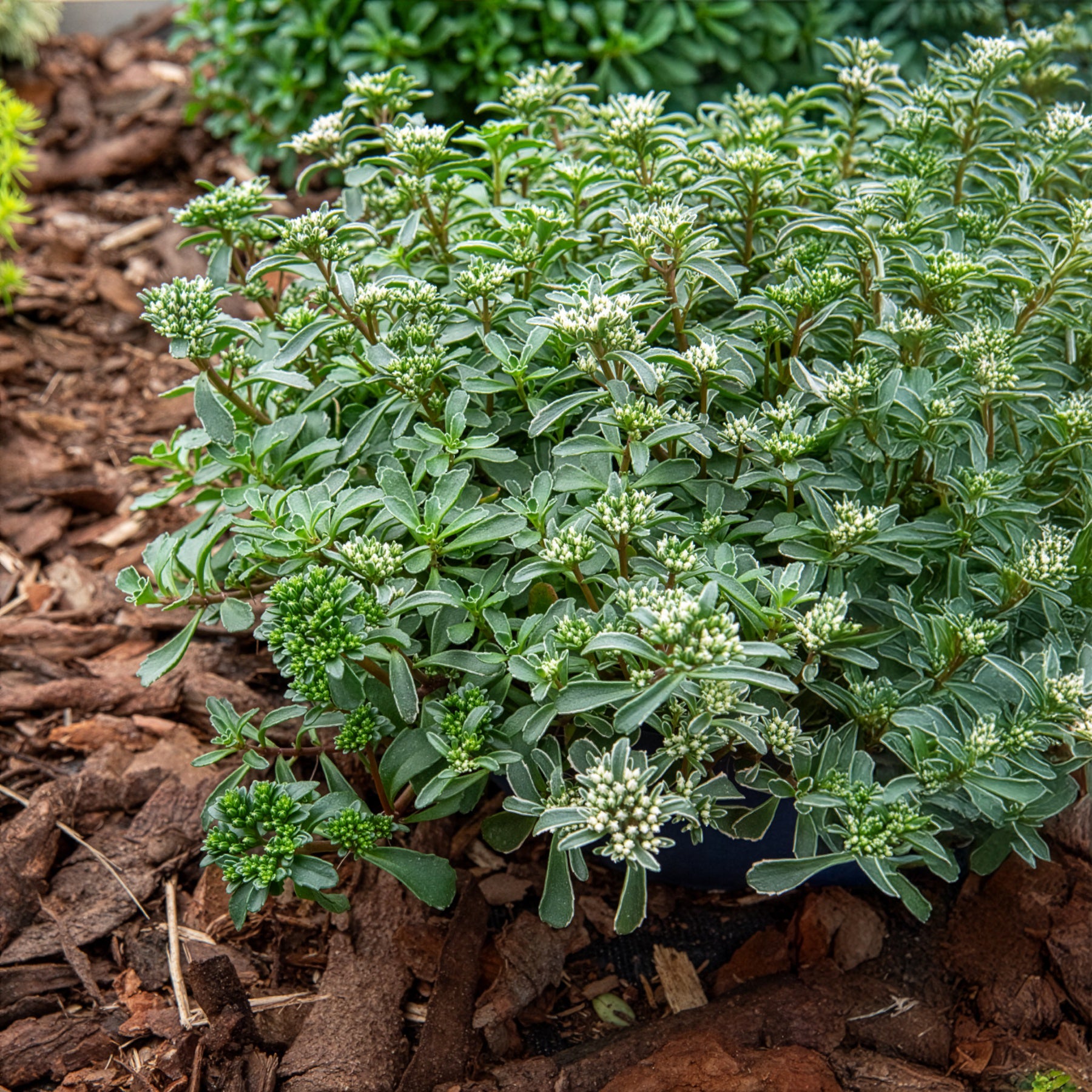 Teppich-Fettblatt Variegatum - Bakker
