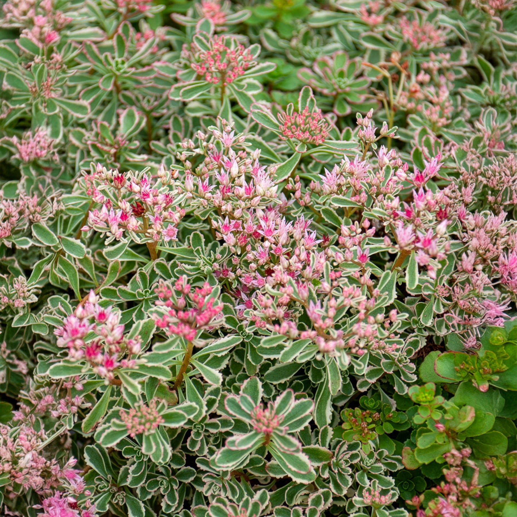 Teppich-Fettblatt Variegatum - Sedum spurium Variegatum - Bakker