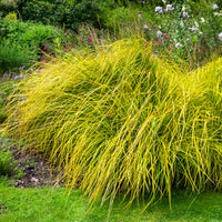 Carex - Segge ‘Aurea’ - Carex elata aurea
