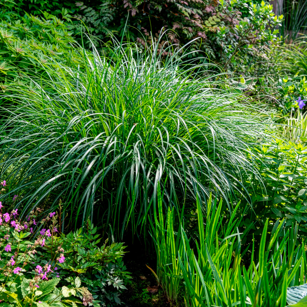 Eulalie Kleine Silberspinne Chinaschilf - Miscanthus sinensis kleine silberspinne - Bakker