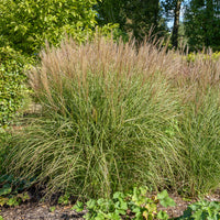 Eulalie Kleine Silberspinne Chinaschilf - Miscanthus sinensis kleine silberspinne - Bakker