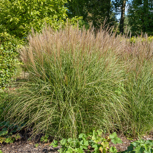 Eulalie Kleine Silberspinne Chinaschilf - Bakker