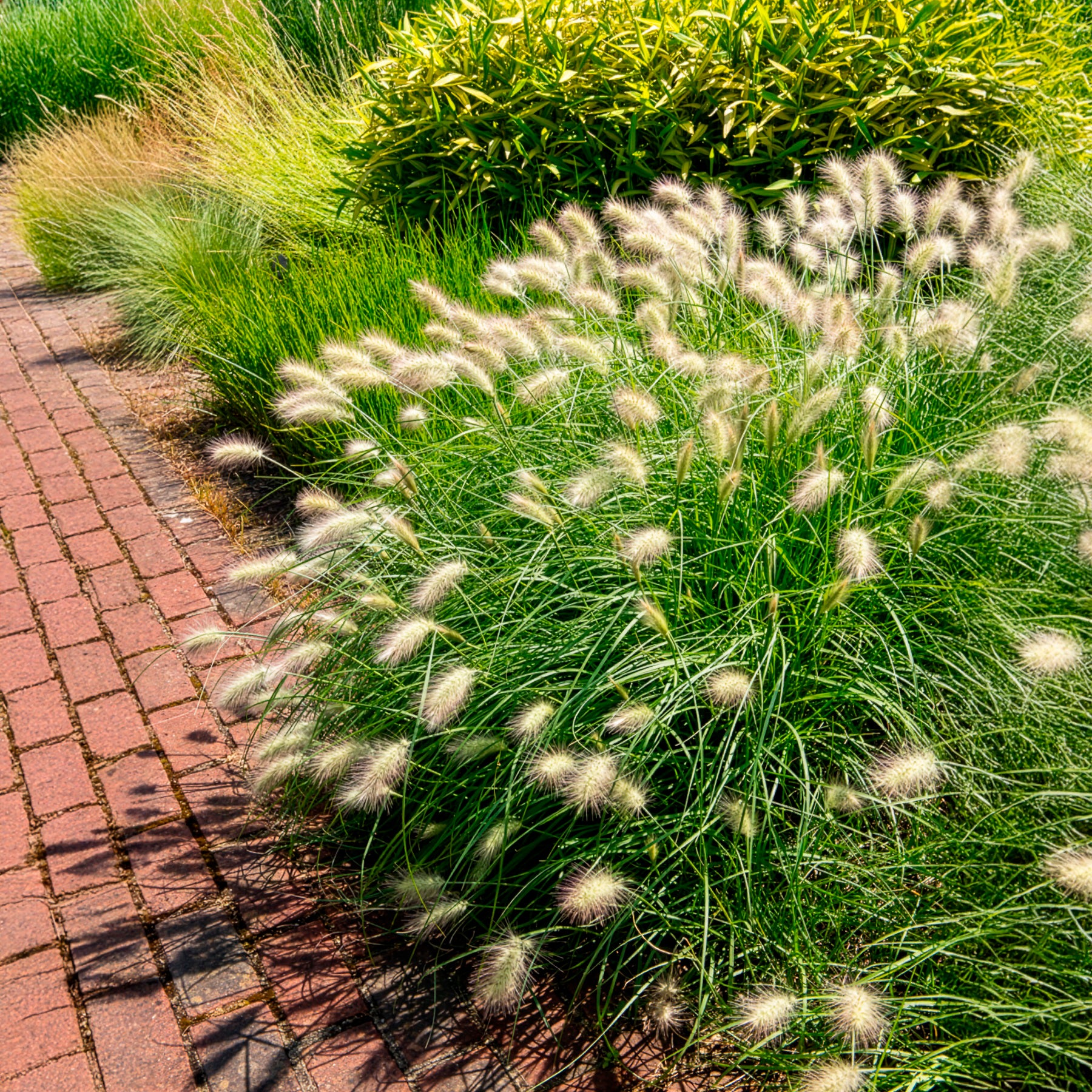 Pennisetum - Lampenputzergras - Pennisetum villosum