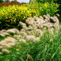 Pennisetum villosum - Lampenputzergras - Pennisetum
