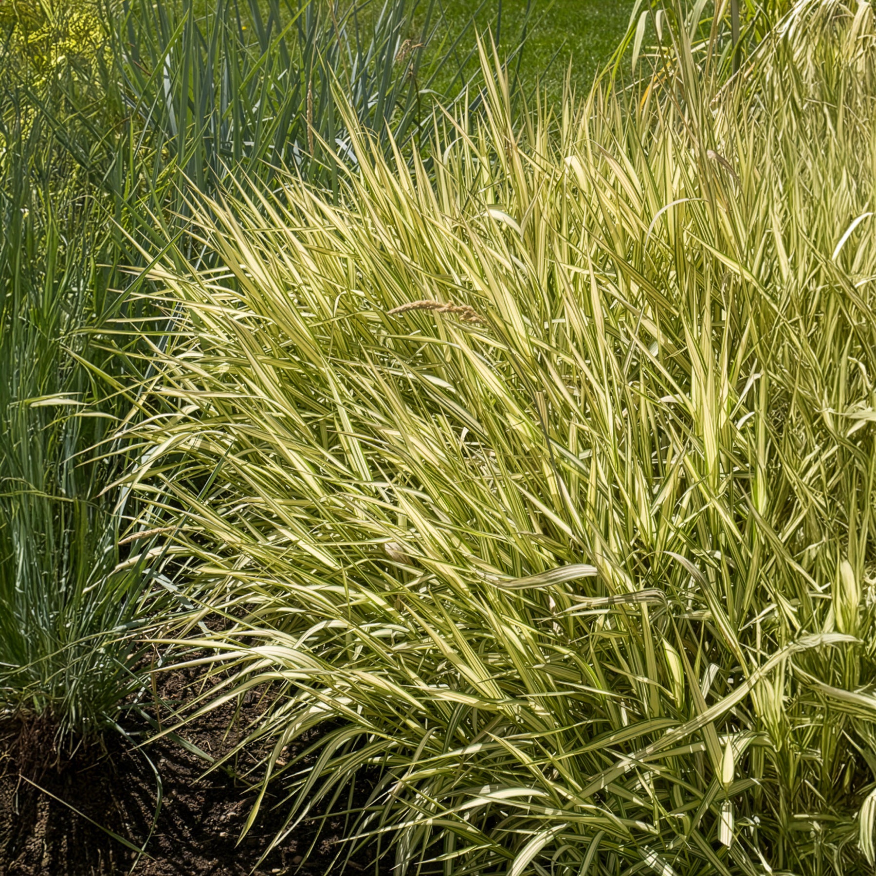 Verkauf Rohrglanzgras Feesey - Phalaris arundinacea Feesey